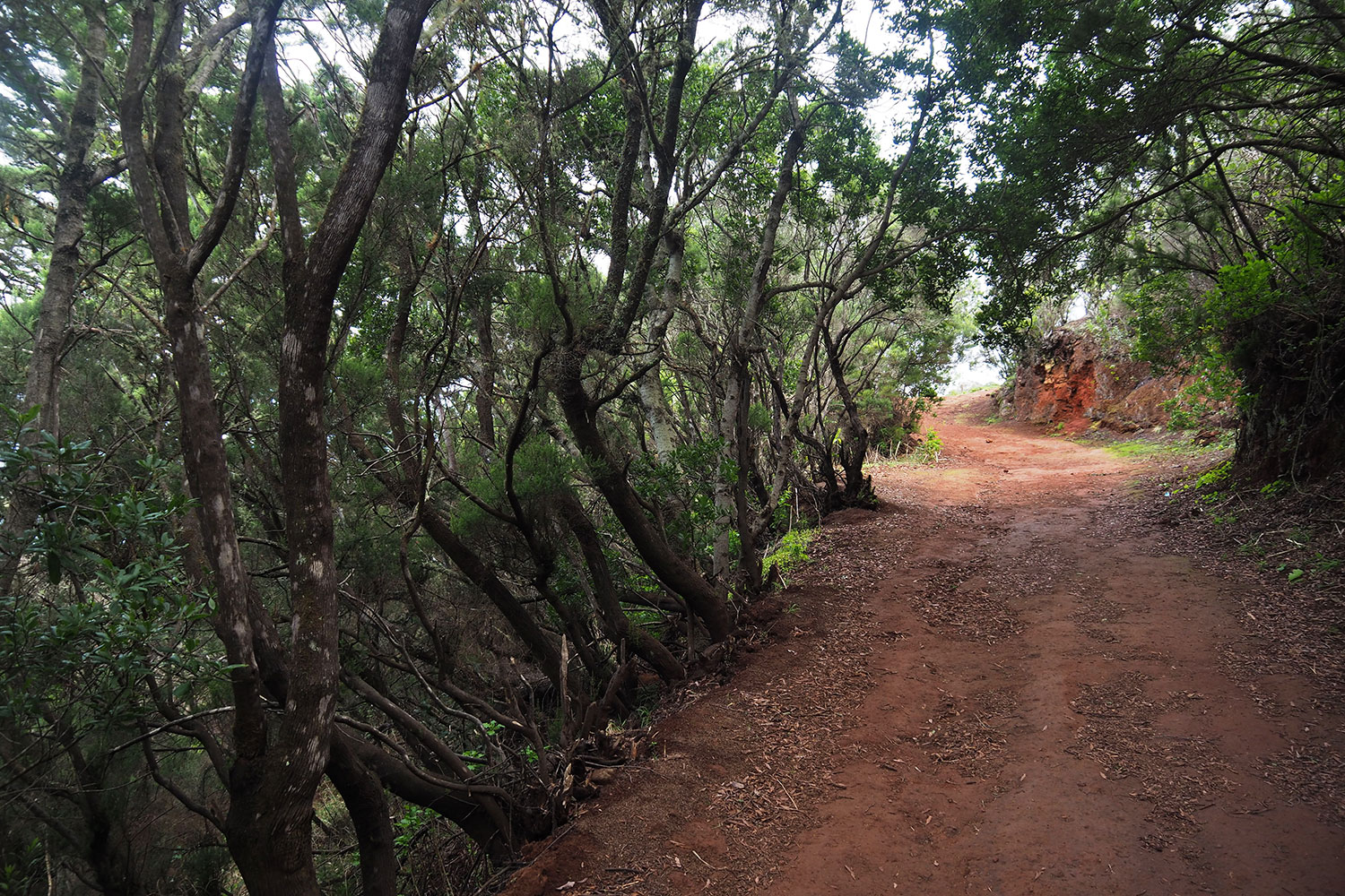 GR-132 auf der Cañada Grande . La Gomera . Kanarische Inseln 2018 (Foto: Andreas Kuhrt)