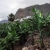 Bananenplantage in Agulo . La Gomera . Kanarische Inseln 2018 (Foto: Andreas Kuhrt)