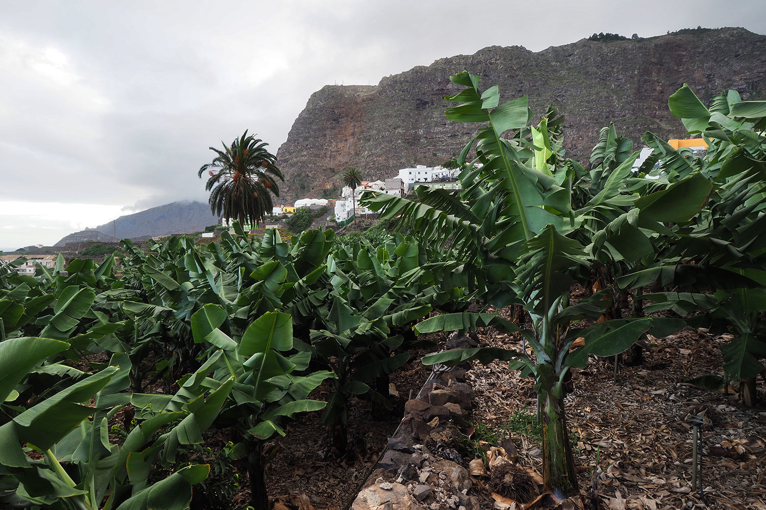 Bananenplantage in Agulo . La Gomera . Kanarische Inseln 2018 (Foto: Andreas Kuhrt)