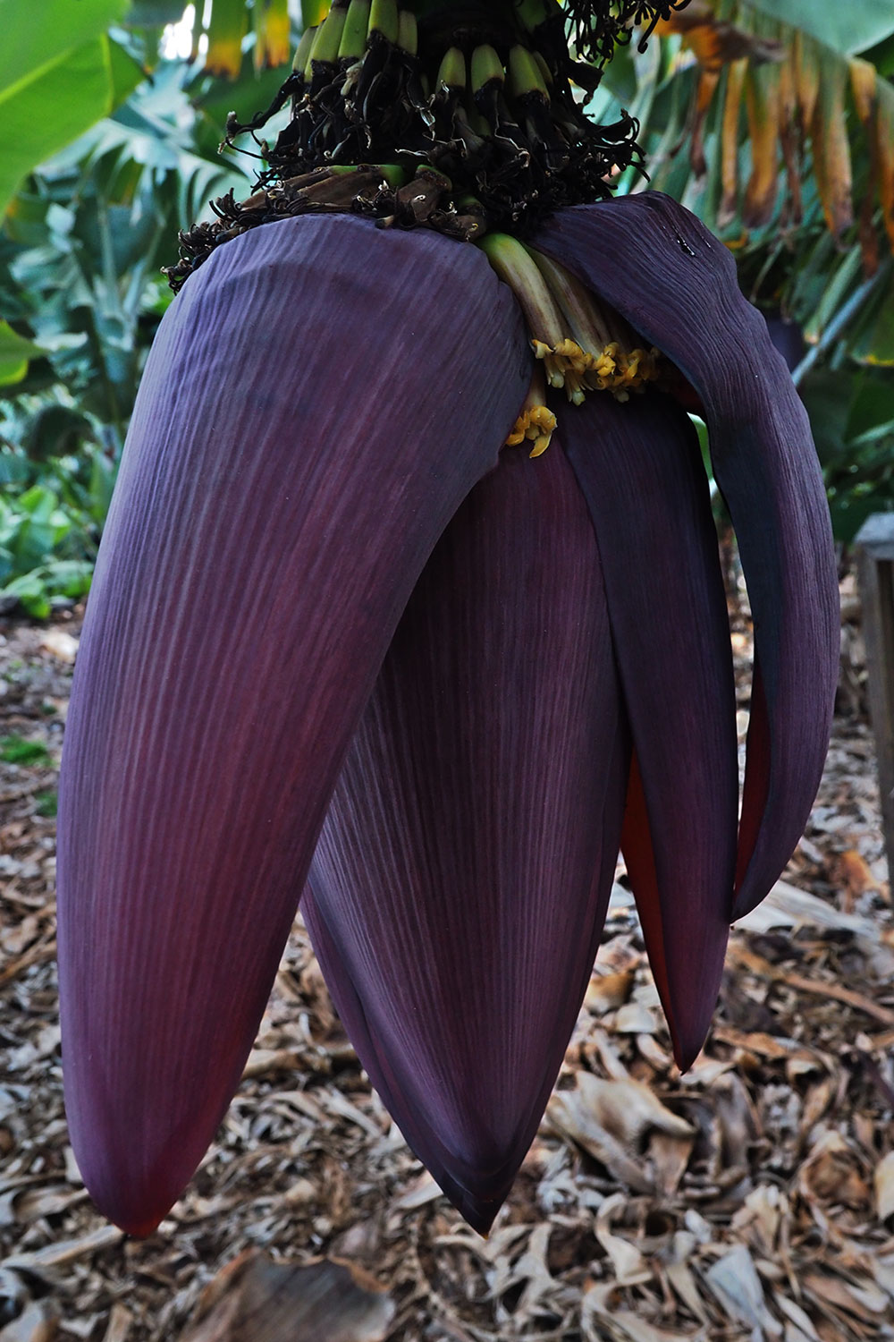 Agulo: Bananenblüte . La Gomera . Kanarische Inseln 2018 (Foto: Andreas Kuhrt)