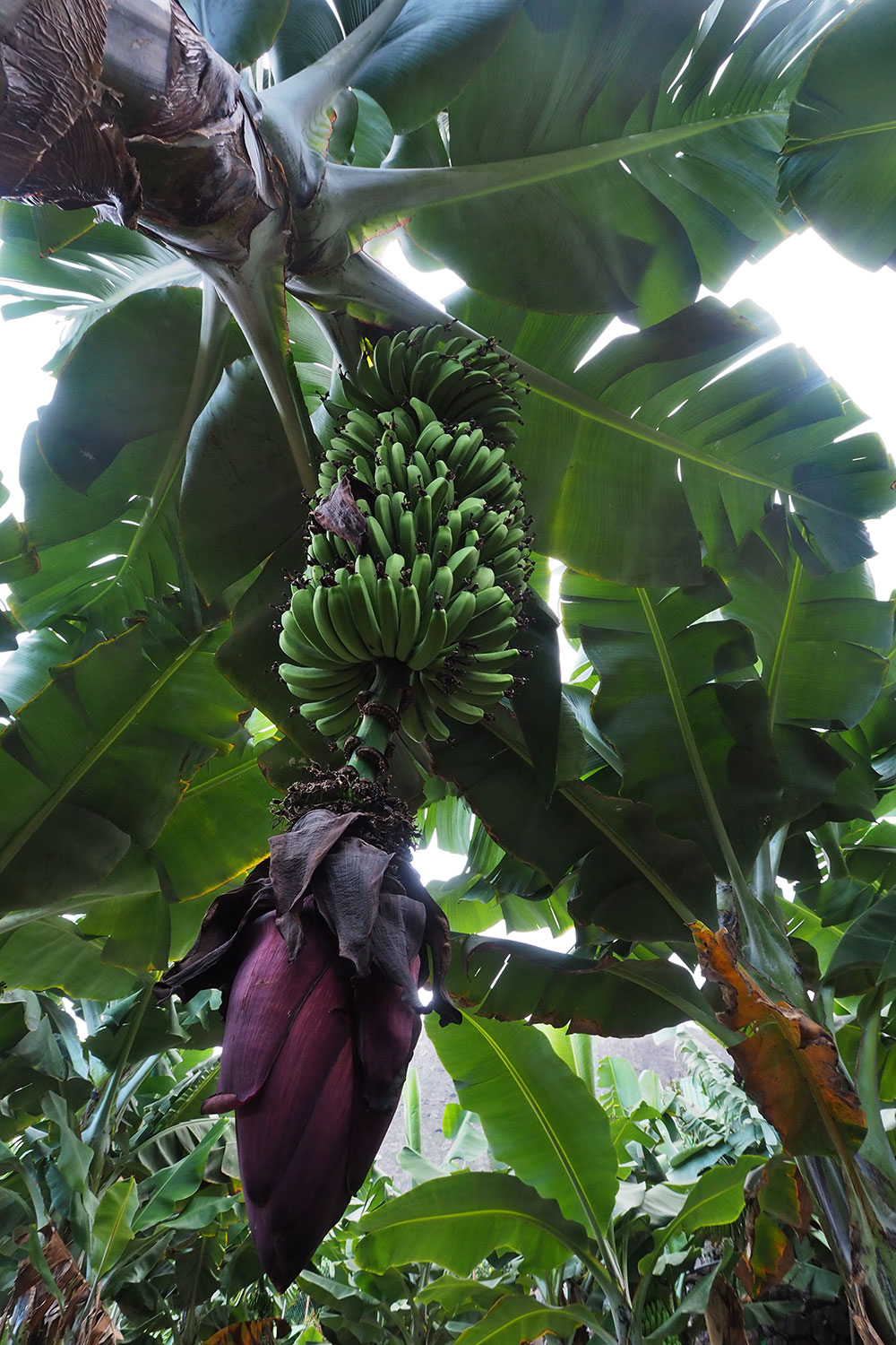 Agulo: Bananenbüschel mit Blüte . La Gomera . Kanarische Inseln 2018 (Foto: Andreas Kuhrt)