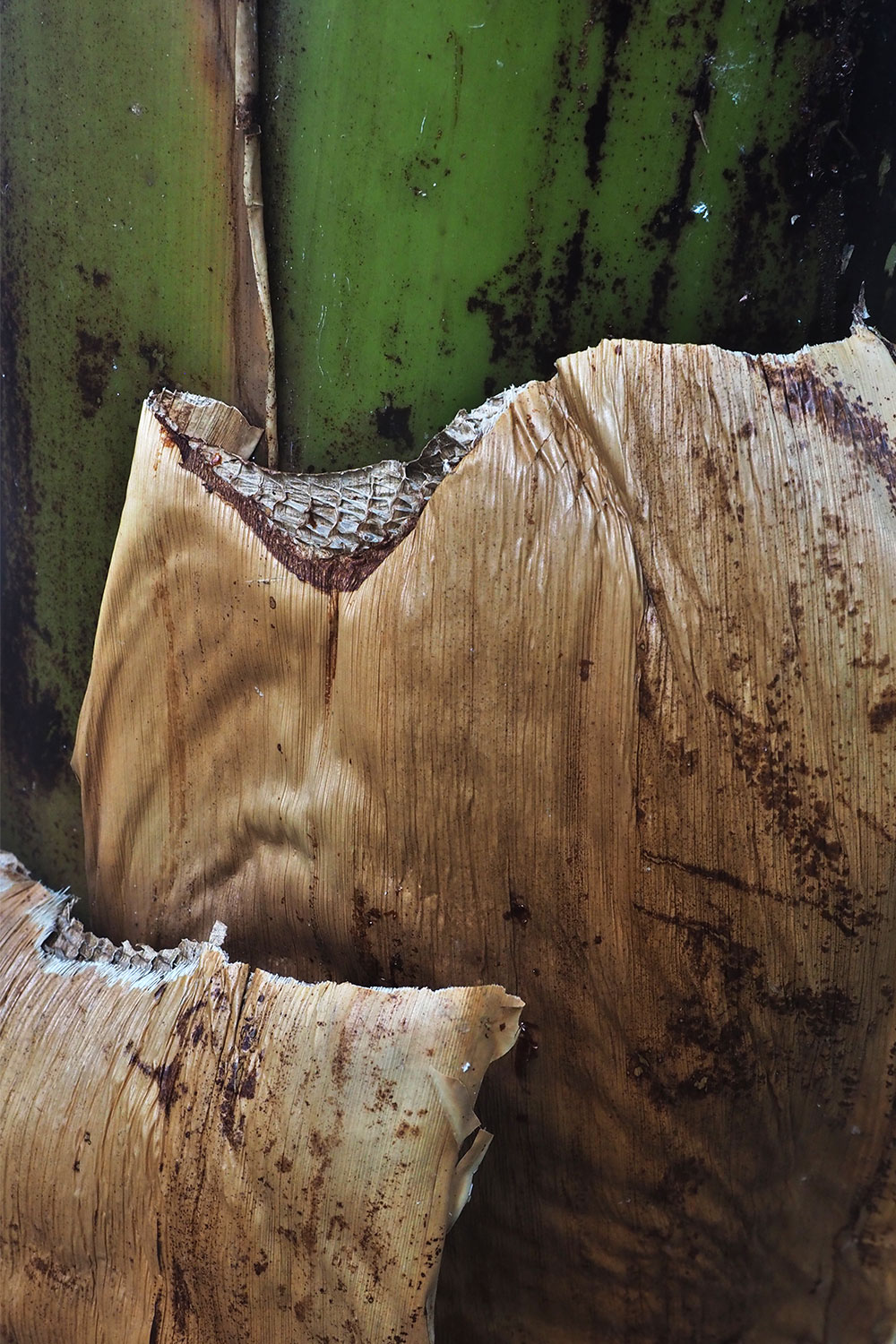 Agulo: Bananenstamm . La Gomera . Kanarische Inseln 2018 (Foto: Andreas Kuhrt)