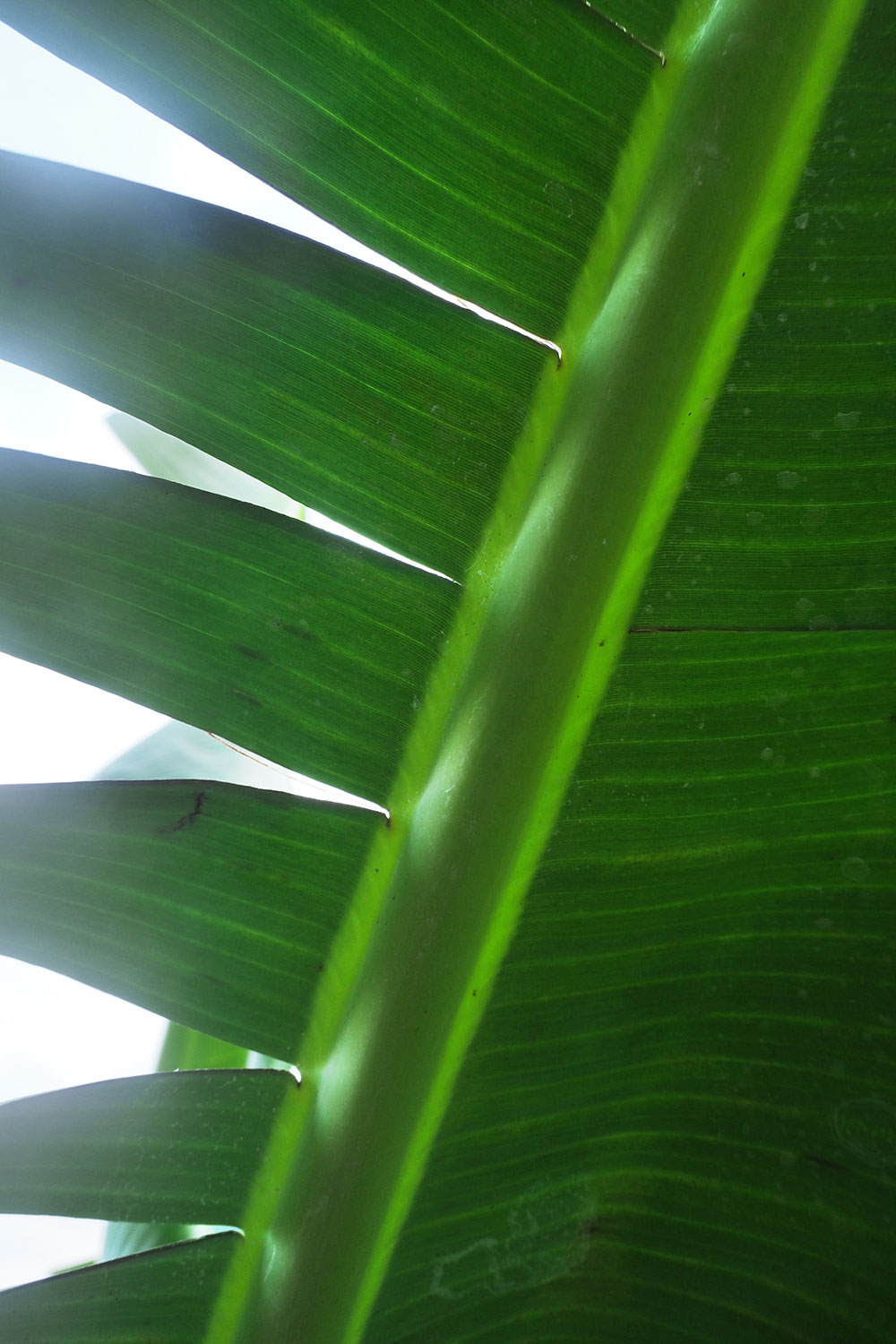 Agulo: Bananenblatt . La Gomera . Kanarische Inseln 2018 (Foto: Andreas Kuhrt)