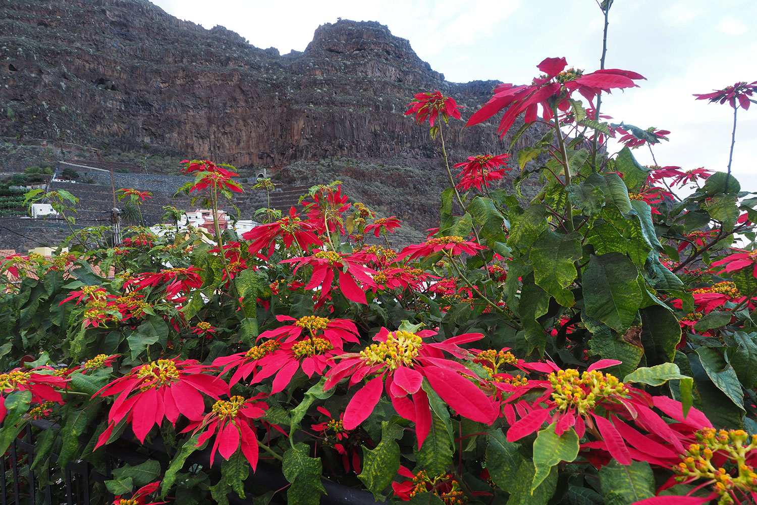 Weihnachtsstern in Agulo . La Gomera . Kanarische Inseln 2018 (Foto: Andreas Kuhrt)