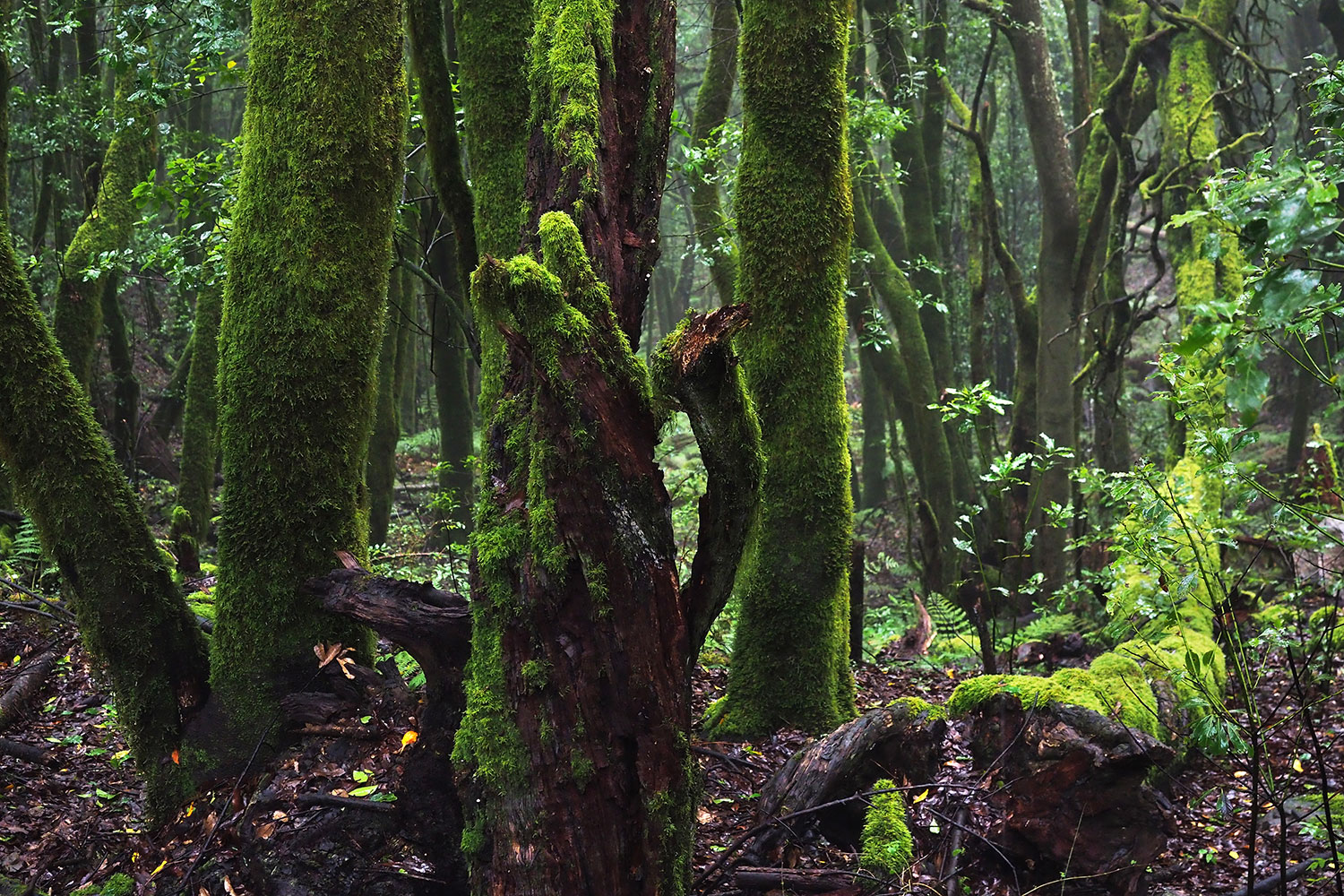 Lorbeerwald bei Laguna Grande . La Gomera . Kanarische Inseln 2018 (Foto: Andreas Kuhrt)