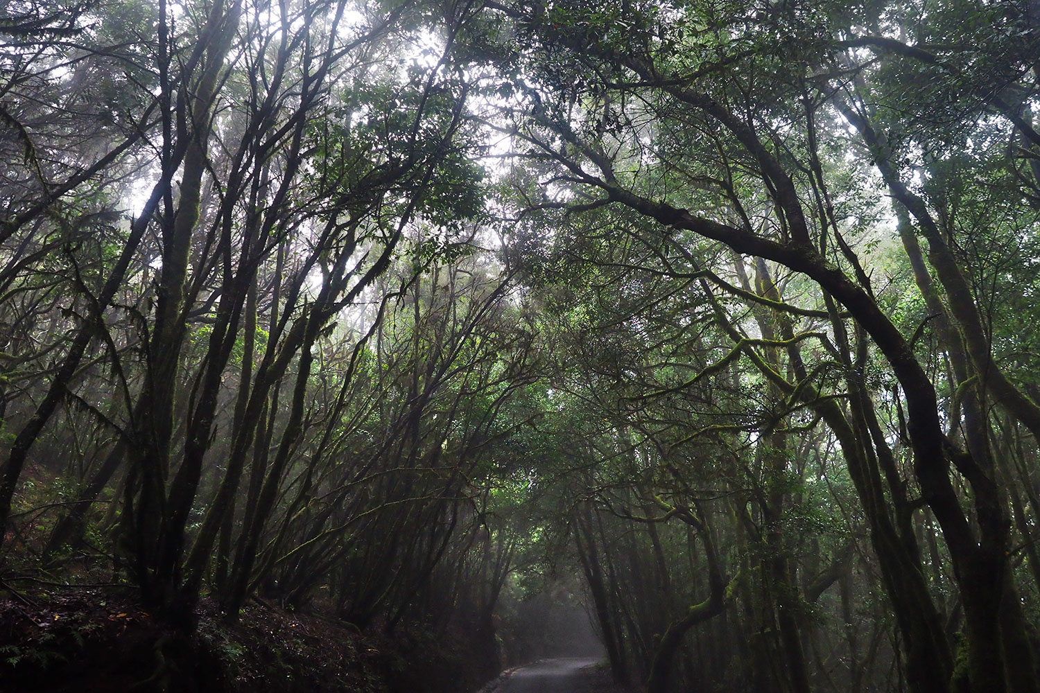 Carretera Laguna Grande im Lorbeerwald . La Gomera . Kanarische Inseln 2018 (Foto: Andreas Kuhrt)