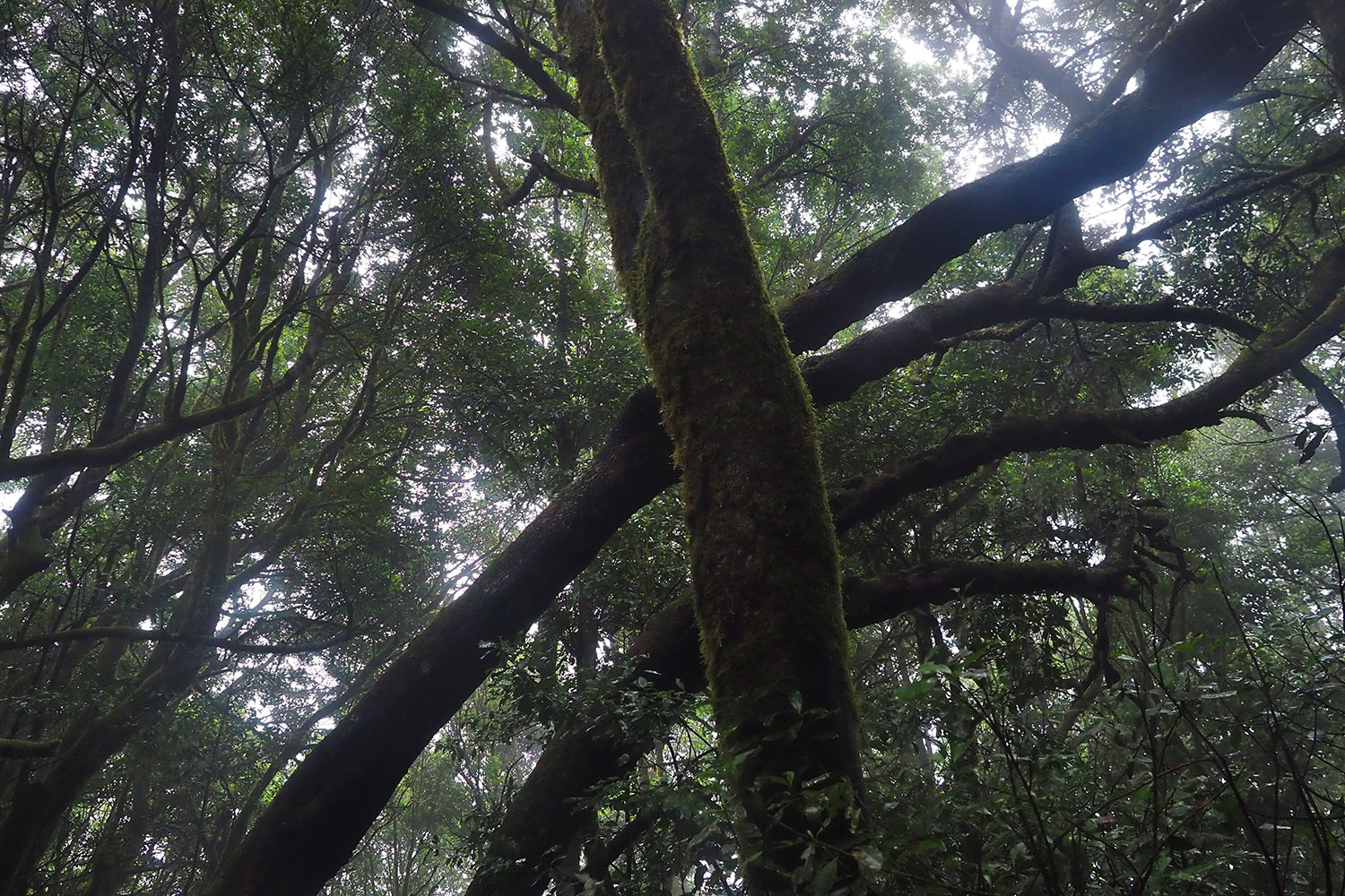Lorbeerwald bei Laguna Grande . La Gomera . Kanarische Inseln 2018 (Foto: Andreas Kuhrt)