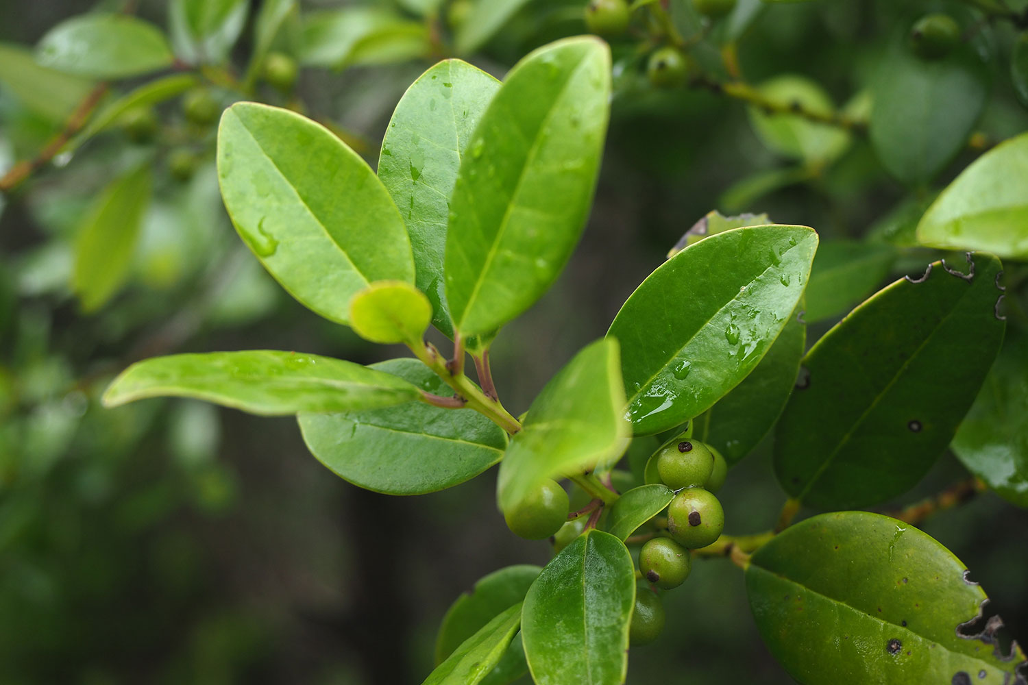 Lorbeer am Mirador de Lomo del Dinero . La Gomera . Kanarische Inseln 2018 (Foto: Andreas Kuhrt)
