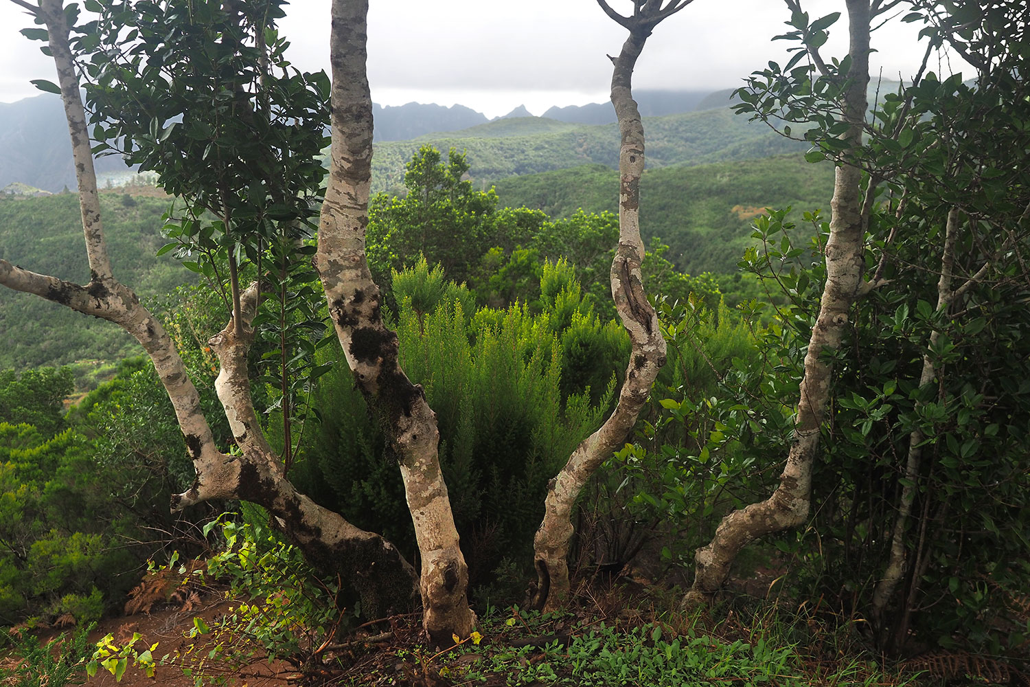 Mirador de Lomo del Dinero . La Gomera . Kanarische Inseln 2018 (Foto: Andreas Kuhrt)