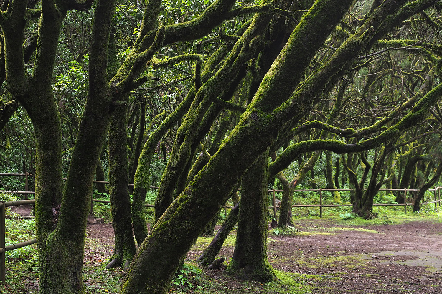 Lorbeerwald bei Laguna Grande . La Gomera . Kanarische Inseln 2018 (Foto: Andreas Kuhrt)