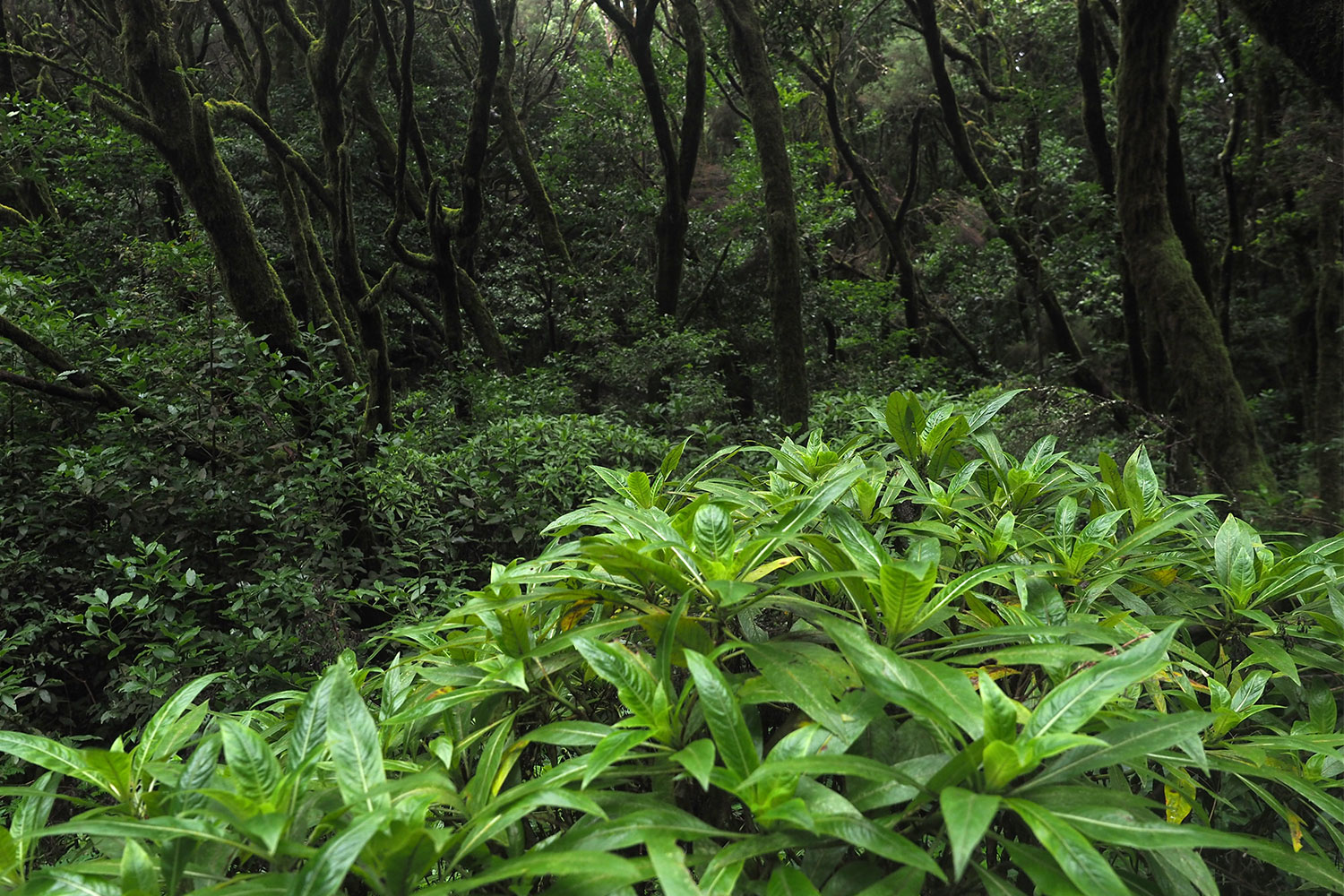 Lorbeerwald bei Laguna Grande . La Gomera . Kanarische Inseln 2018 (Foto: Andreas Kuhrt)