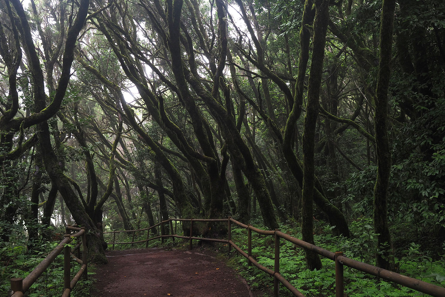Lorbeerwald bei Laguna Grande . La Gomera . Kanarische Inseln 2018 (Foto: Andreas Kuhrt)