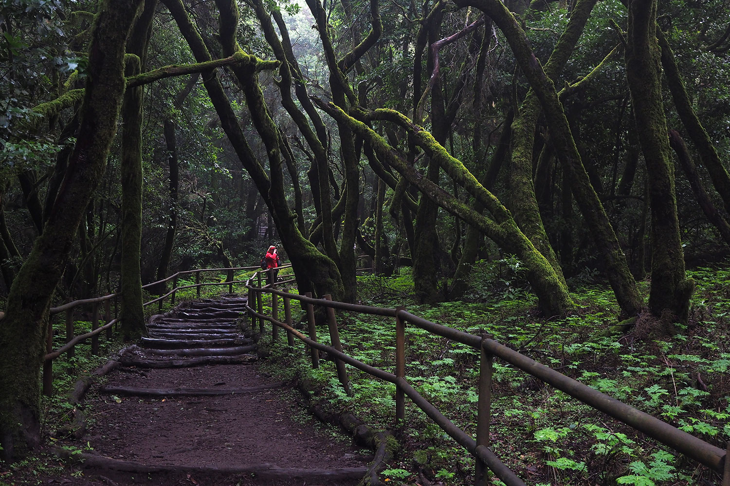 Lorbeerwald bei Laguna Grande . La Gomera . Kanarische Inseln 2018 (Foto: Andreas Kuhrt)