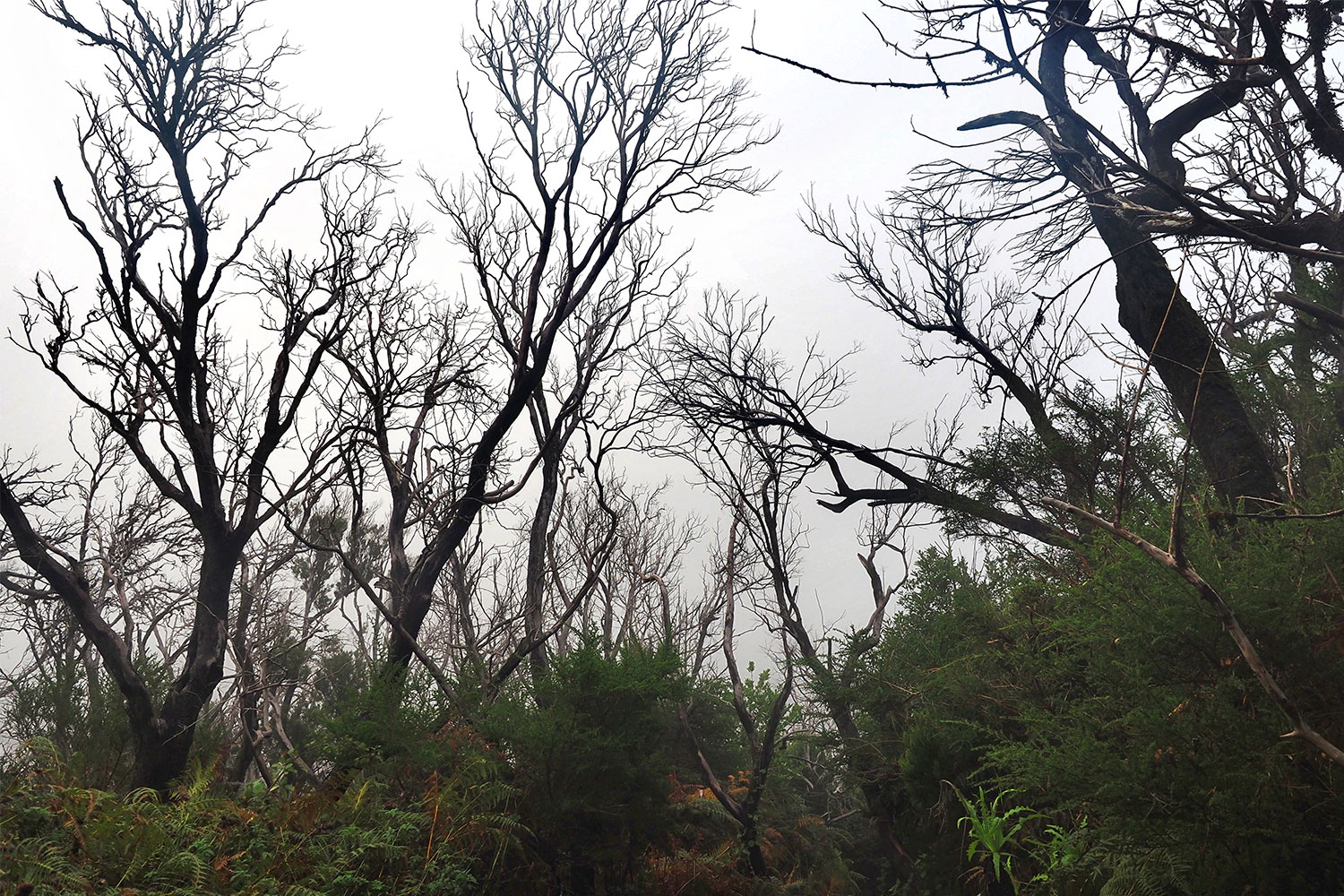 Verbrannter Lorbeerwald bei Laguna Grande . La Gomera . Kanarische Inseln 2018 (Foto: Andreas Kuhrt)