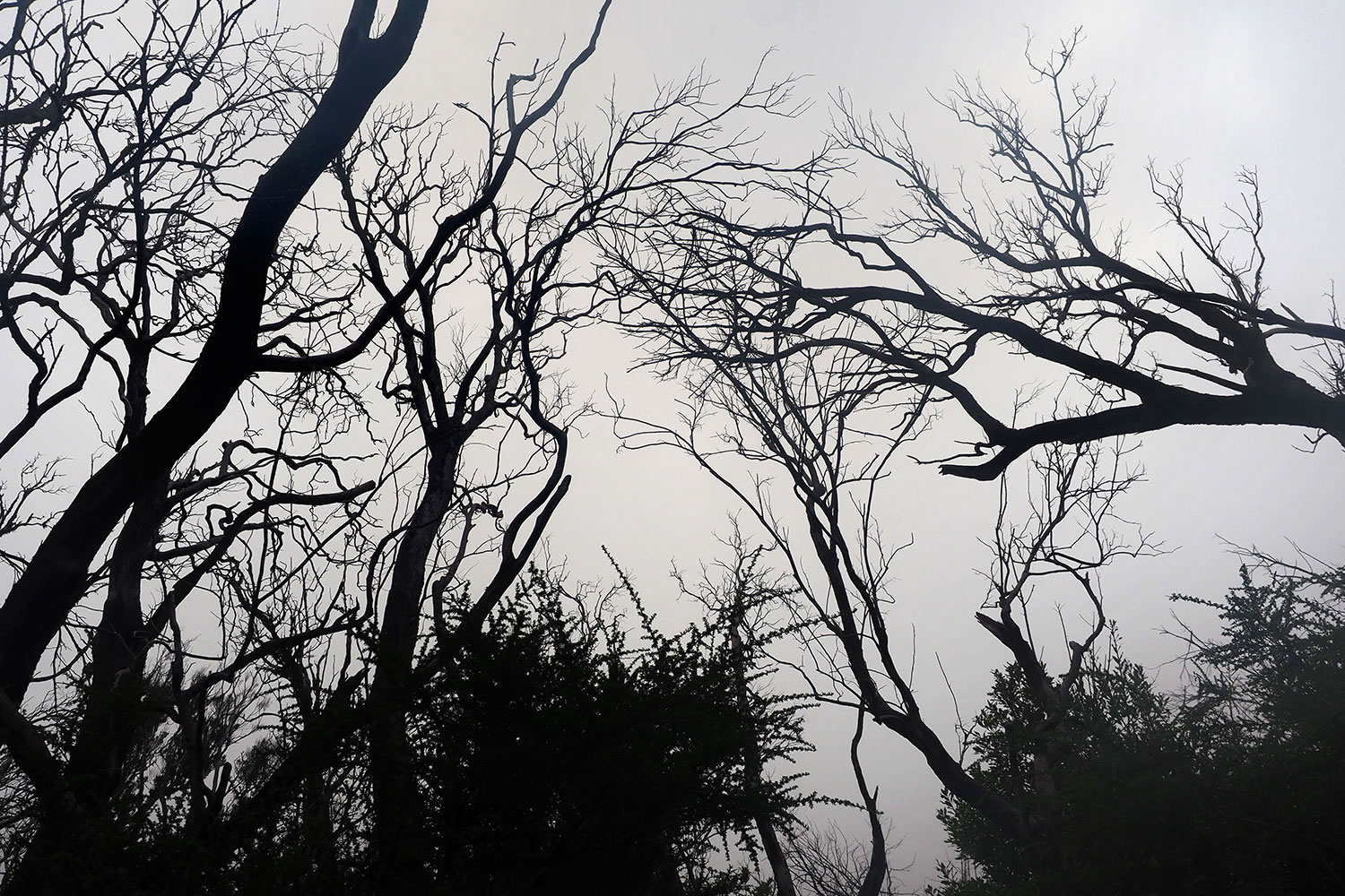Verbrannter Lorbeerwald bei Laguna Grande . La Gomera . Kanarische Inseln 2018 (Foto: Andreas Kuhrt)