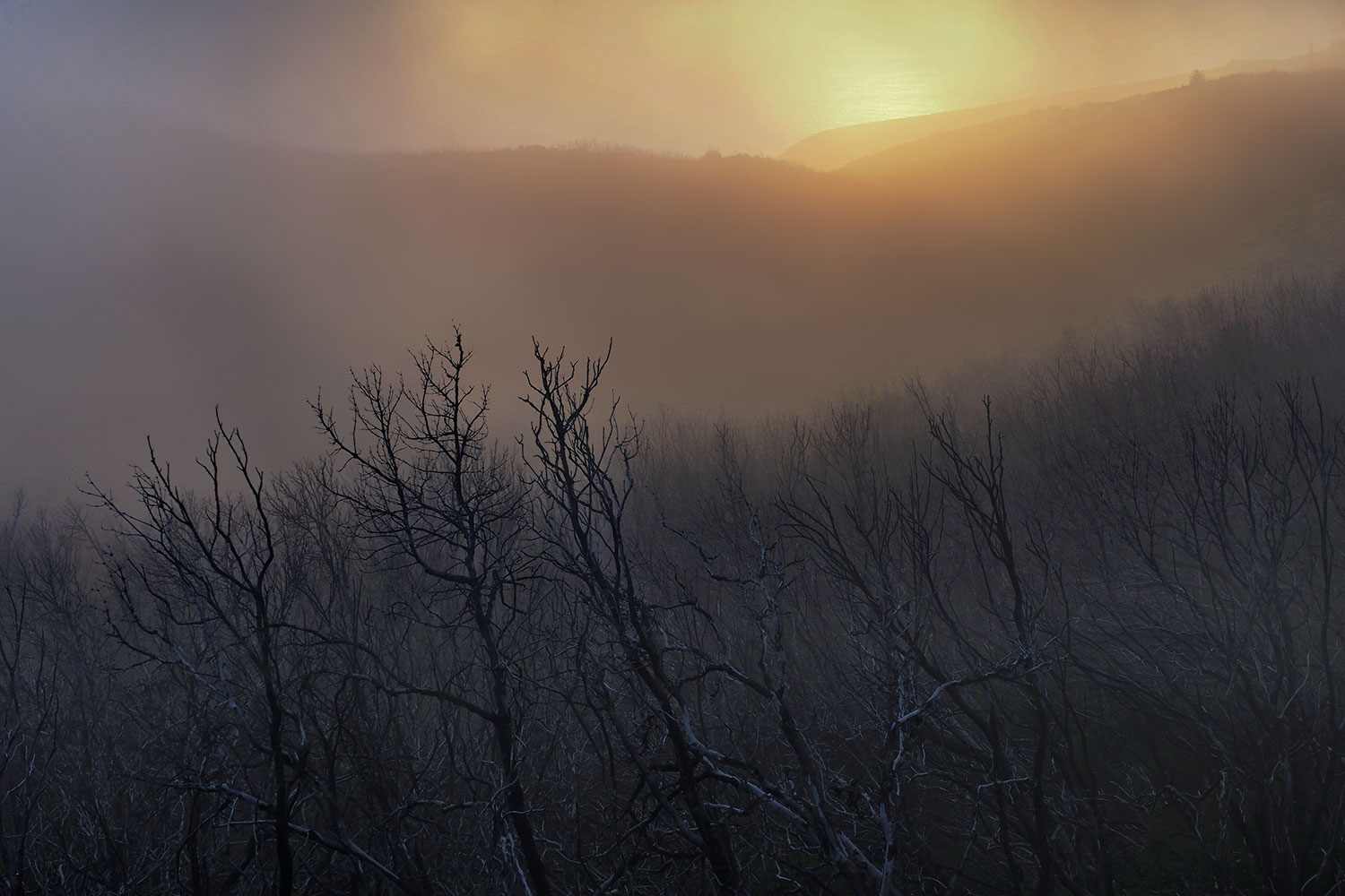 Verbrannter Lorbeerwald bei Laguna Grande . La Gomera . Kanarische Inseln 2018 (Foto: Andreas Kuhrt)