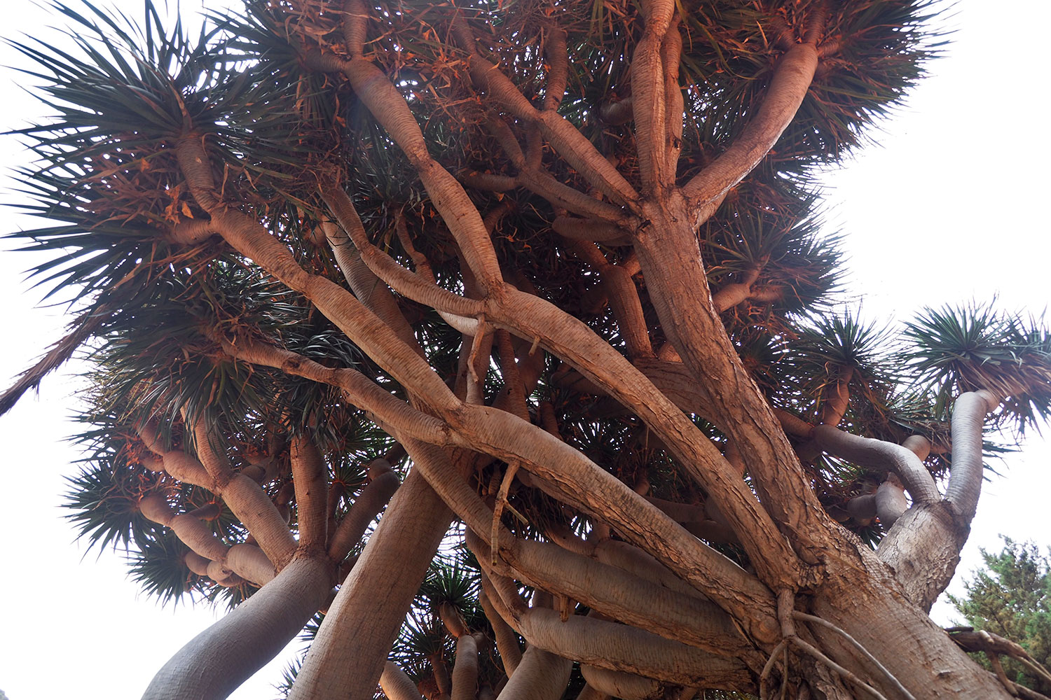 2018-11-kanarische-inseln-M0008212ak-la-gomera-el-retamal-friedhof-drachenbaeume Drachenbäume im Friedhof von El Retamal . Valle Gran Rey . La Gomera . Kanarische Inseln 2018 (Foto: Andreas Kuhrt)