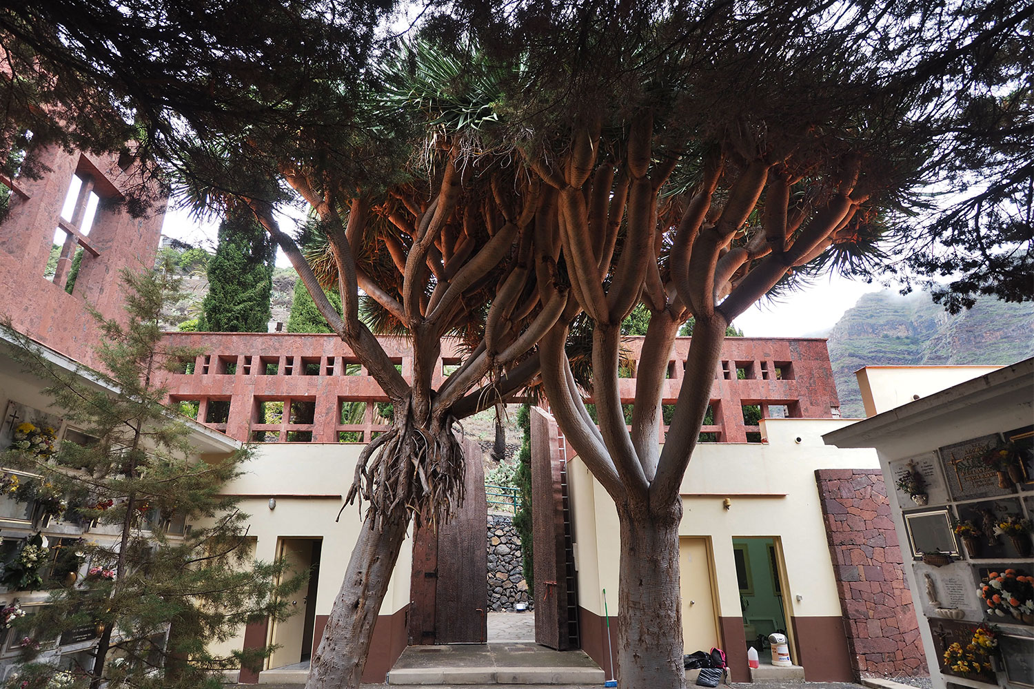 2018-11-kanarische-inseln-M0008215ak-la-gomera-valle-gran-el-retamal-friedhof Drachenbäume im Friedhof von El Retamal . Valle Gran Rey . La Gomera . Kanarische Inseln 2018 (Foto: Andreas Kuhrt)