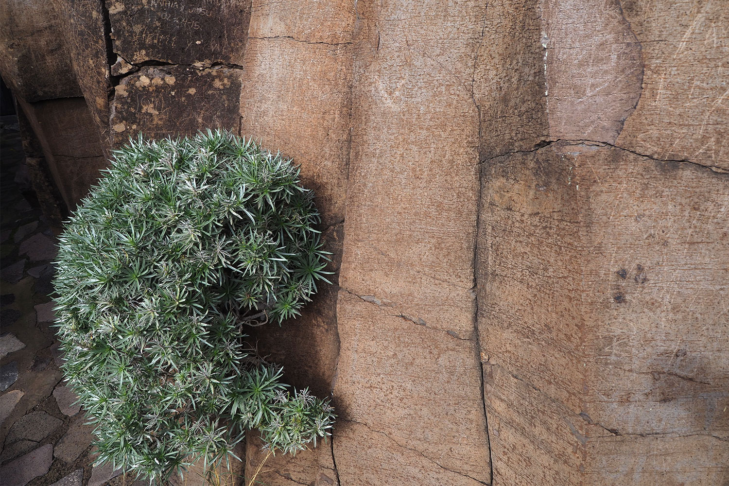 2018-11-kanarische-inseln-M0008261ak-la-gomera-valle-gran-rey-mirador-cesar-manrique Am Mirador César Manrique . Valle Gran Rey . La Gomera . Kanarische Inseln 2018 (Foto: Andreas Kuhrt)