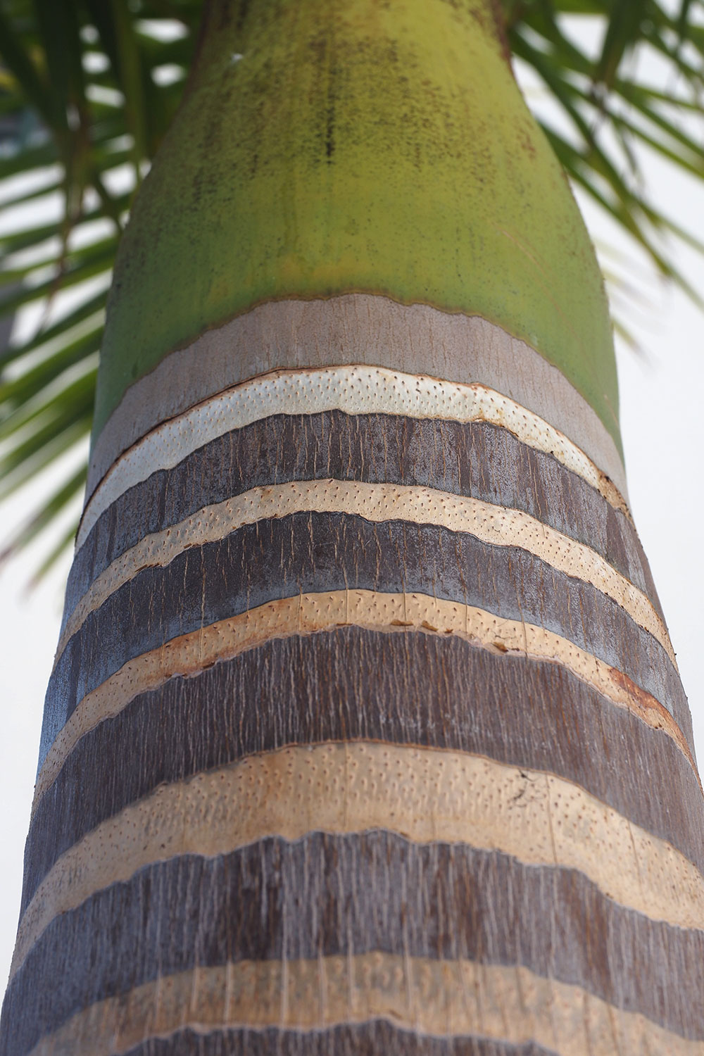 2018-11-kanarische-inseln-M0008441ak-teneriffa-los-abrigos-palmstamm Straßenpalme in Los Abrigos . Teneriffa . Kanarische Inseln 2018 (Foto: Andreas Kuhrt)