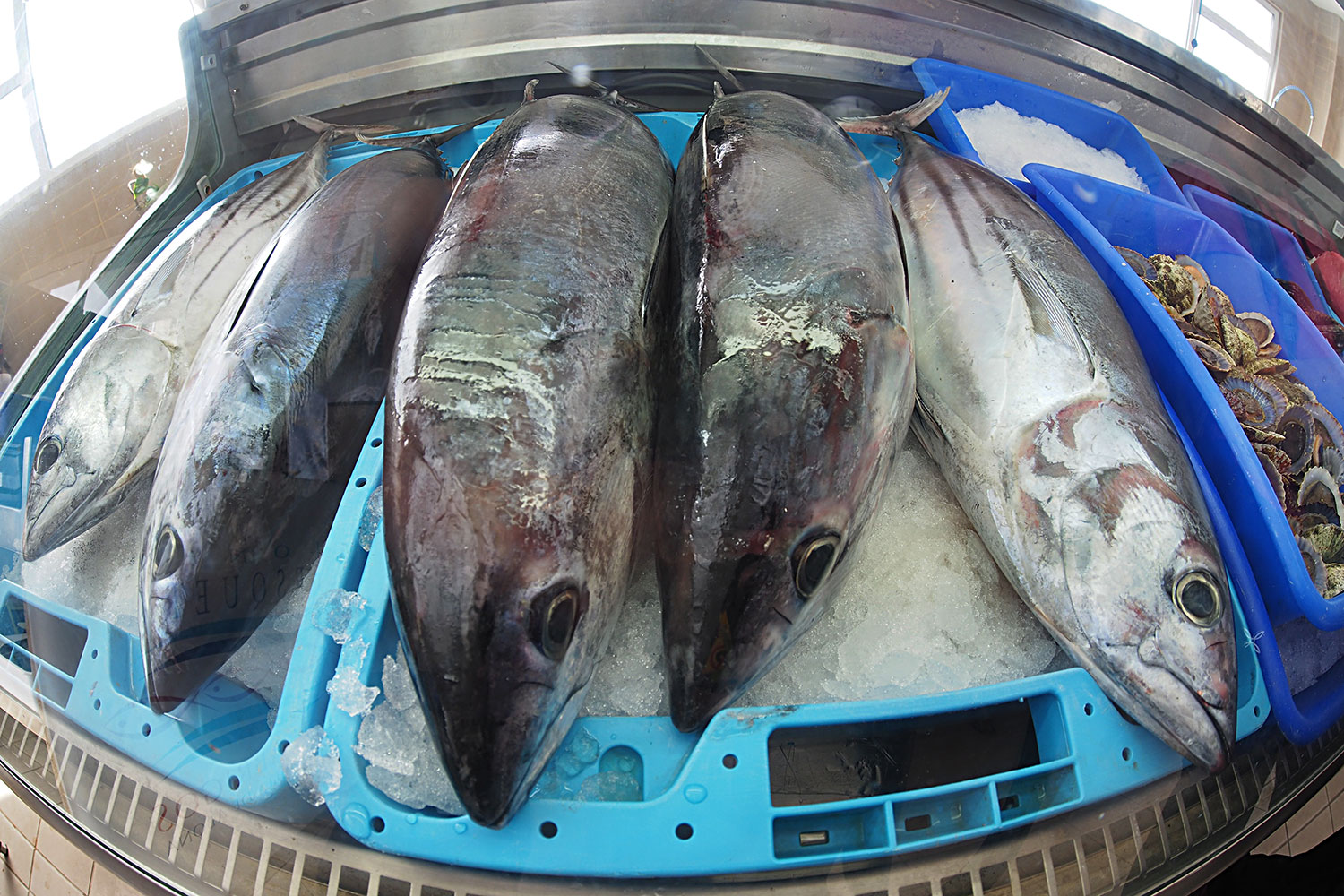 2018-11-kanarische-inseln-M0008492ak-teneriffa-los-abrigos-lonja-pesquera-fischtheke Fischmarkt "Lonja Pesquera" im Hafen von Los Abrigos . Teneriffa . Kanarische Inseln 2018 (Foto: Andreas Kuhrt)