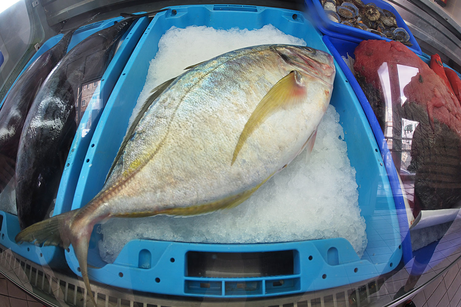 2018-11-kanarische-inseln-M0008493ak-teneriffa-los-abrigos-lonja-pesquera-fischtheke Fischmarkt "Lonja Pesquera" im Hafen von Los Abrigos . Teneriffa . Kanarische Inseln 2018 (Foto: Andreas Kuhrt)