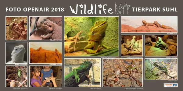 Echsen . Foto Openair "Wildlife - Tierpark Suhl" 2018 (Fotos: Ina Dittmar, Manuela Hahnebach, Sibylle Randel, Karl-Heinz Richter, Gerd Ritzmann, Peter Sokolowski, Christoph Wilmanns, Ute Zohles)