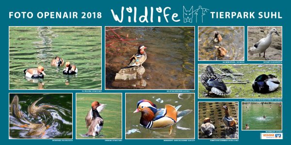 Enten . Foto Openair "Wildlife - Tierpark Suhl" 2018 (Fotos: Silvia Kloth, Silke Maruhn, Karl-Heinz Richter, Andreas Schmidt, Dietmar Schmidt, Suhler Werkstätten, Klaus Wahl, Ute Zohles)
