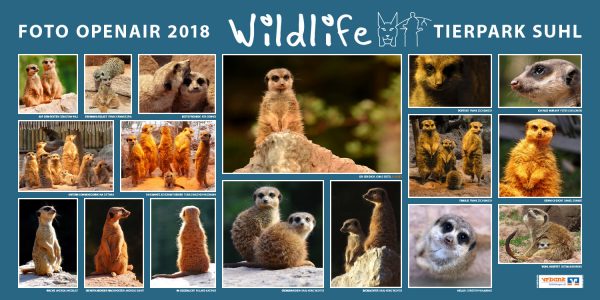 Erdmännchen . Foto Openair "Wildlife - Tierpark Suhl" 2018 (Fotos: Dietmar Behrend, Rita Denner, Jonas Distel, Daniel Grambs, Frank Kämmerzähl, Roland Kastner, Andreas Kuhrt, Karl-Heinz Richter, Peter Sokolowski, Tobias Walther-Rassmann, Andreas Wedeleit, Christoph Wilmanns, Sebastian Wils, Frank Zschemisch)