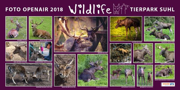 Hirsche, Rotwild, Elche . Foto Openair "Wildlife - Tierpark Suhl" 2018 (Fotos: Rita Denner, Jens Gutberlet, Jutta Helbig, Matthias Hill, Silvia Kloth, Franziska Lehmann, Karl-Heinz Richter, Gerd Ritzmann, Cornelia Schlegelmilch, Michael Seeber)