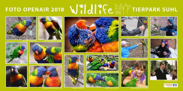 Loris . Foto Openair "Wildlife - Tierpark Suhl" 2018 (Fotos: Brigitte Günkel, Kathrin Günther, Jens Gutberlet, Jana Heinbürge, Antje Knabe, Sandra Köhler, Franziska Lehmann, Jürgen Nitschke, Karl-Heinz Richter, Stefan Schenke, Andreas Schmidt, Peter Sokolowski, Ute Zohles, Frank Zschemisch)