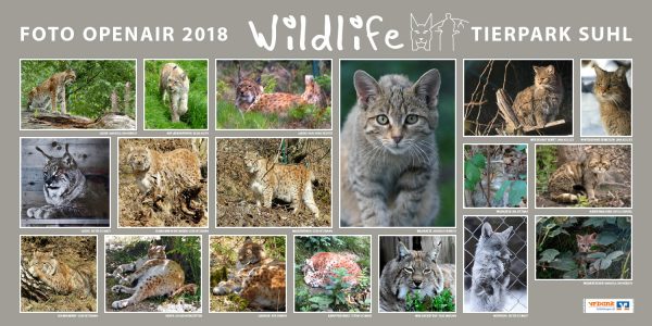 Luchs, Katze, Fuchs . Foto Openair "Wildlife - Tierpark Suhl" 2018 (Fotos: Rita Denner, Ina Dittmar, Manuela Hahnebach, Andreas Heinrich, Sylvia Kloth, Jana Kullick, Sibylle Randel, Karl-Heinz Richter, Gerd Ritzmann, Stefan Schenke, Dieter Schmidt, Suhler Werkstätten)
