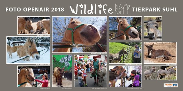 Pferde, Esel . Foto Openair "Wildlife - Tierpark Suhl" 2018 (Fotos: Sabine Gottfried, Manuela Habelt, Antje Knabe, Andreas Kuhrt, Jana Kullick, Karl-Heinz Richter, Gerd Ritzmann, Andreas Schmidt, Suhler Werkstätten)
