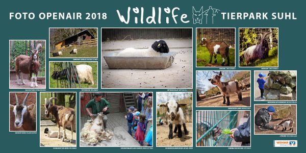 Schafe, Ziegen . Foto Openair "Wildlife - Tierpark Suhl" 2018 . (Fotos: Dietmar Behrend, Rita Denner, Sabine Gottfried, Jens Gutberlet, Matthias Hill, Roland Kastner, Andreas Kuhrt, Wolfgang Laab, Michelle Müller, Andreas Schmidt, Michael Seeber, Ute Zohles)