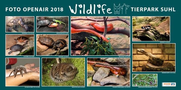 Schildkröten, Schlangen, Spinne . Foto Openair "Wildlife - Tierpark Suhl" 2018 (Fotos: Brigitte Günkel, Heidi Günther, Manuela Hahnebach, Jana Heinbürge, Silke Maruhn, Gerd Ritzmann, Peter Sokolowski)