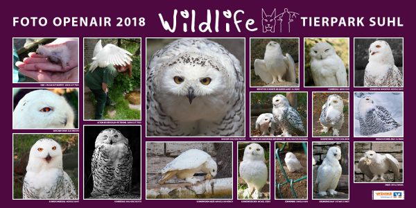 Schneeeulen . Foto Openair "Wildlife - Tierpark Suhl" 2018 (Fotos: Sabine Gottfried, Daniela Hahn, Manuela Hahnebach, Uli Knabe, Marko Kehr, Andreas Kuhrt, Sibylle Randel, Karl-Heinz Richter, Dietmar Schmidt, Michael Seeber, Peter Sokolowski, Tobias Walther-Raßmann)