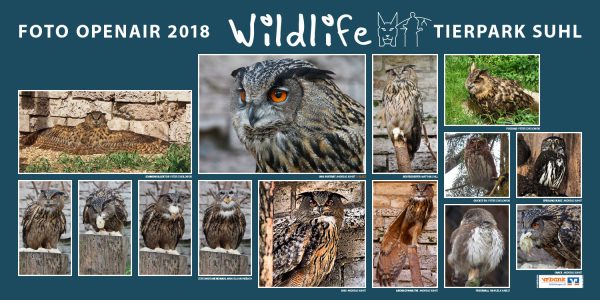 Uhu, Sperlingskauz . Foto Openair "Wildlife - Tierpark Suhl" 2018 (Fotos: Manuela Habelt, Manuela Hahnebach, Matthias Hill, Andreas Kuhrt, Peter Sokolowski)