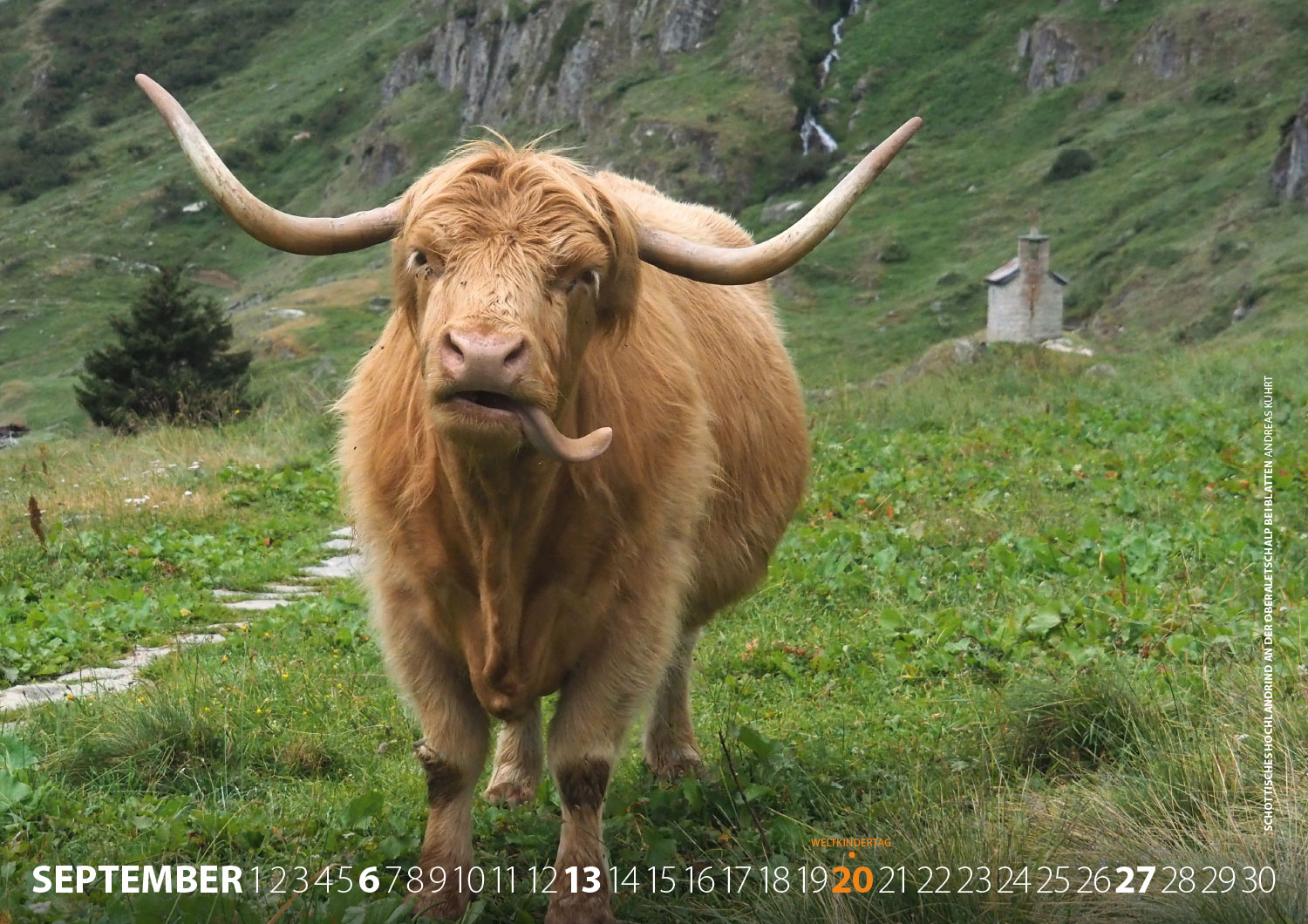 Kalender Fotografie Schweiz 2020: Schottisches Hochlandrind an der Oberaletschalp bei Blatten (Foto: Andreas Kuhrt 2019)