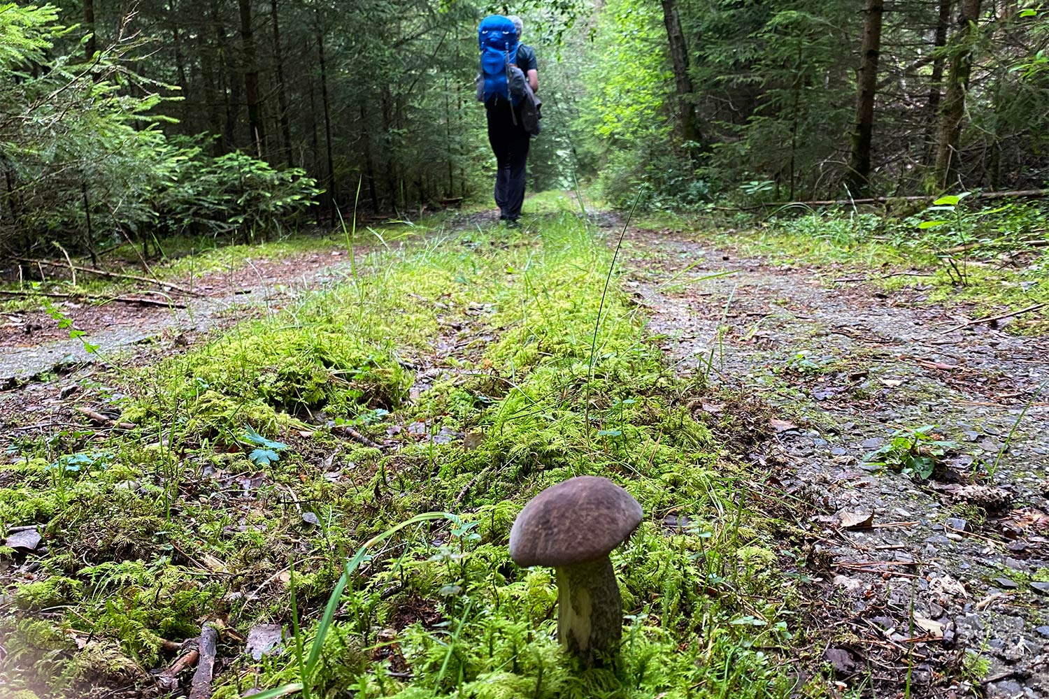 2020 Grünes Band: Weg bei Effelder (Foto: Manuela Hahnebach)