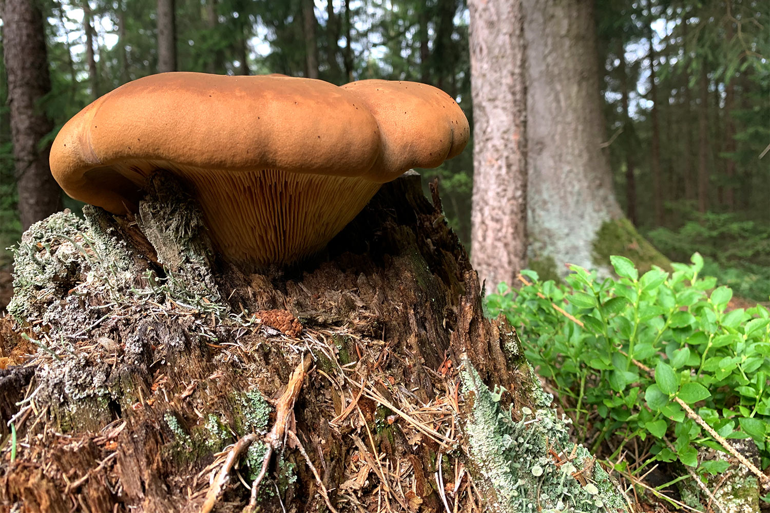 2020 Grünes Band: Pilz bei Emstadt (Foto: Andreas