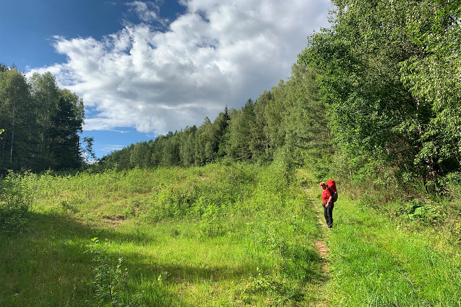 2020 Grünes Band: Kolonnenweg Görsdorfer Heide (Foto: Andreas Kuhrt)