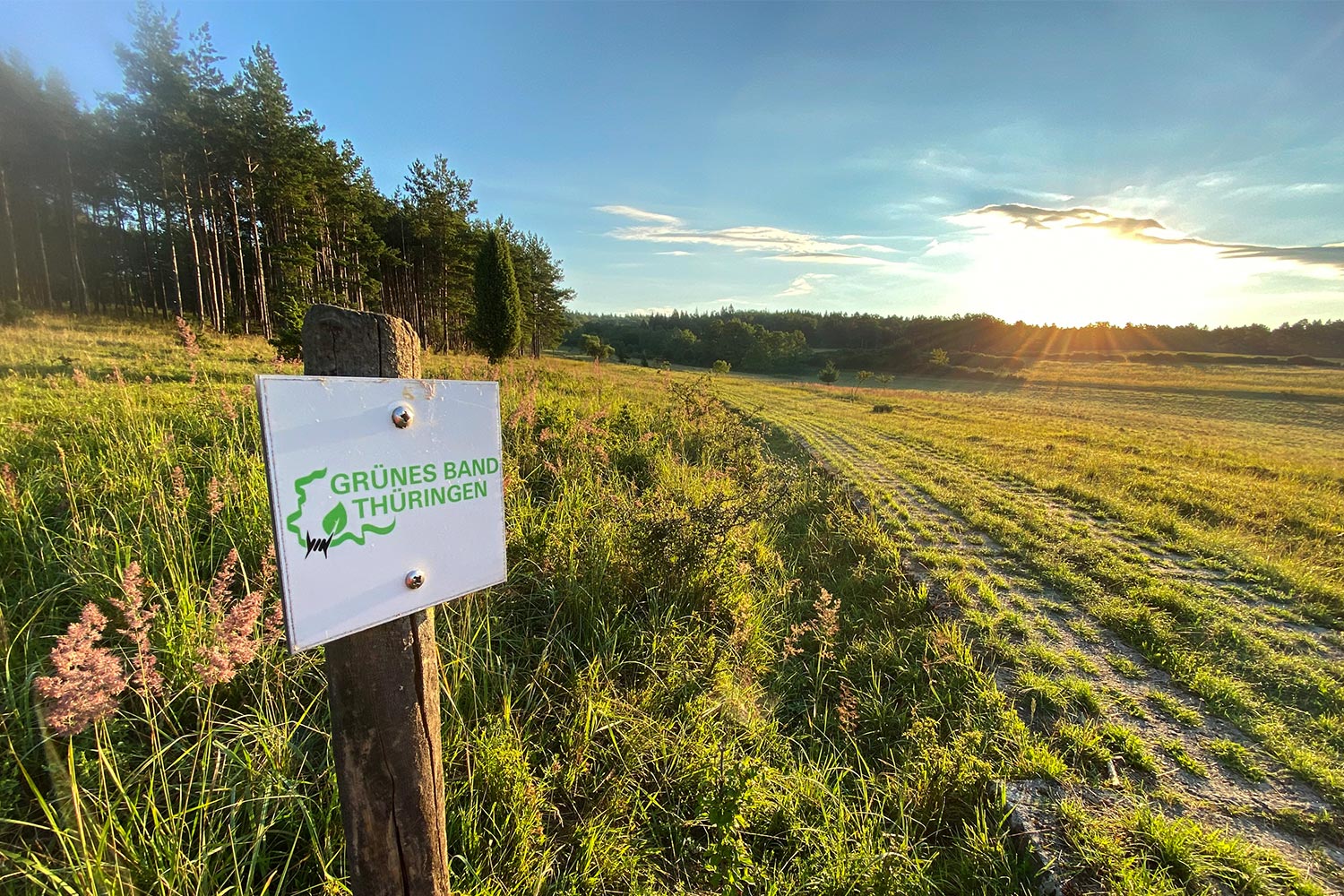 2020 Grünes Band: Grünes Band bei Ahlstadt/Harras (Foto: Manuela Hahnebach)