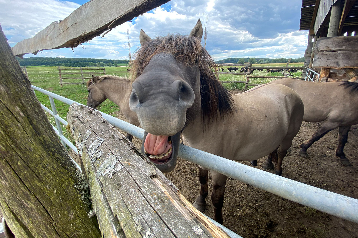2020 Grünes Band: Konikpferde . Hutelandschaft Rodachaue bei Stressenhausen (Foto: Manuela Hahnebach)