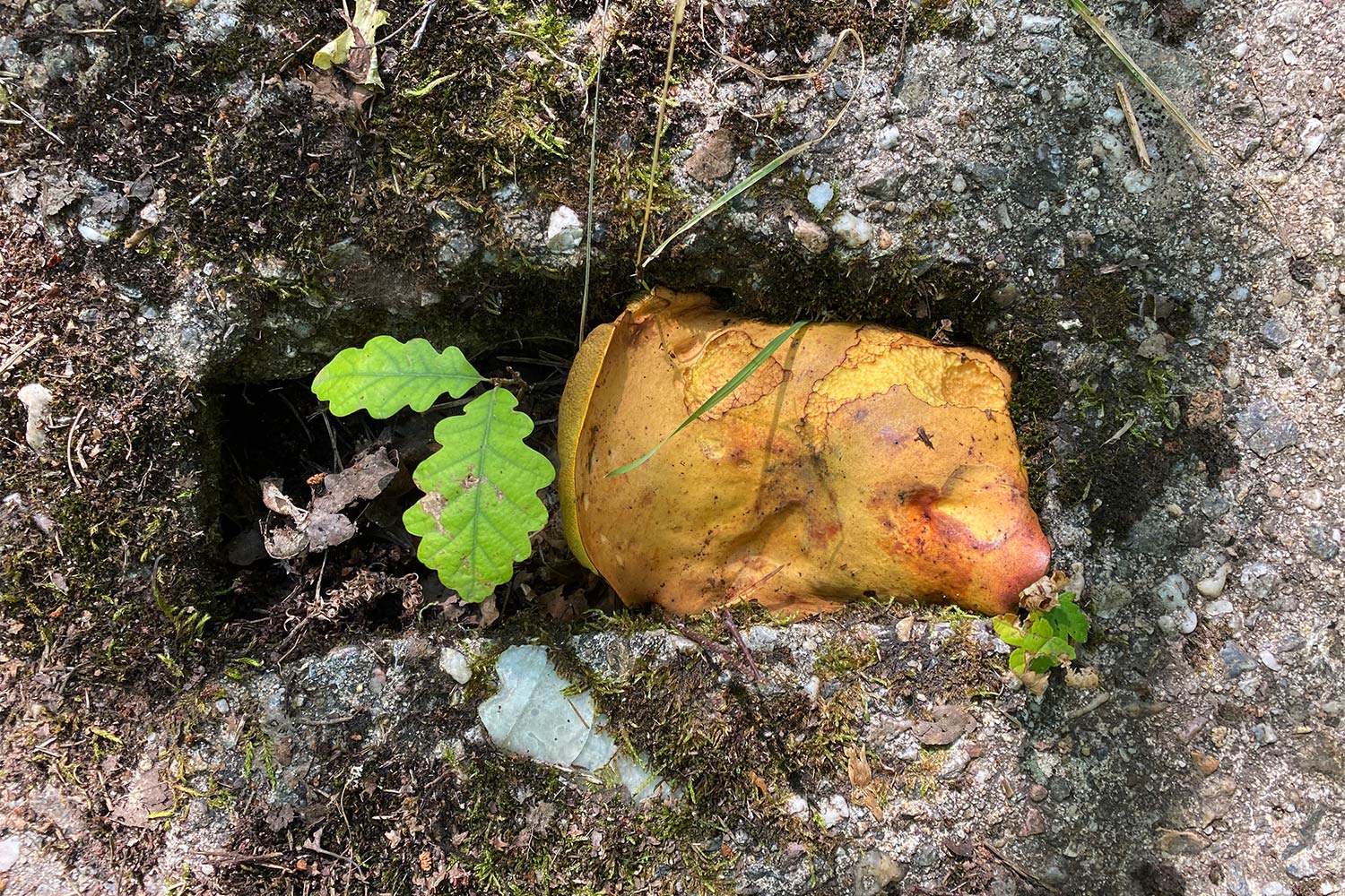 2020 Grünes Band: Kolonnenweg im Straufhain (Foto: Manuela Hahnebach)