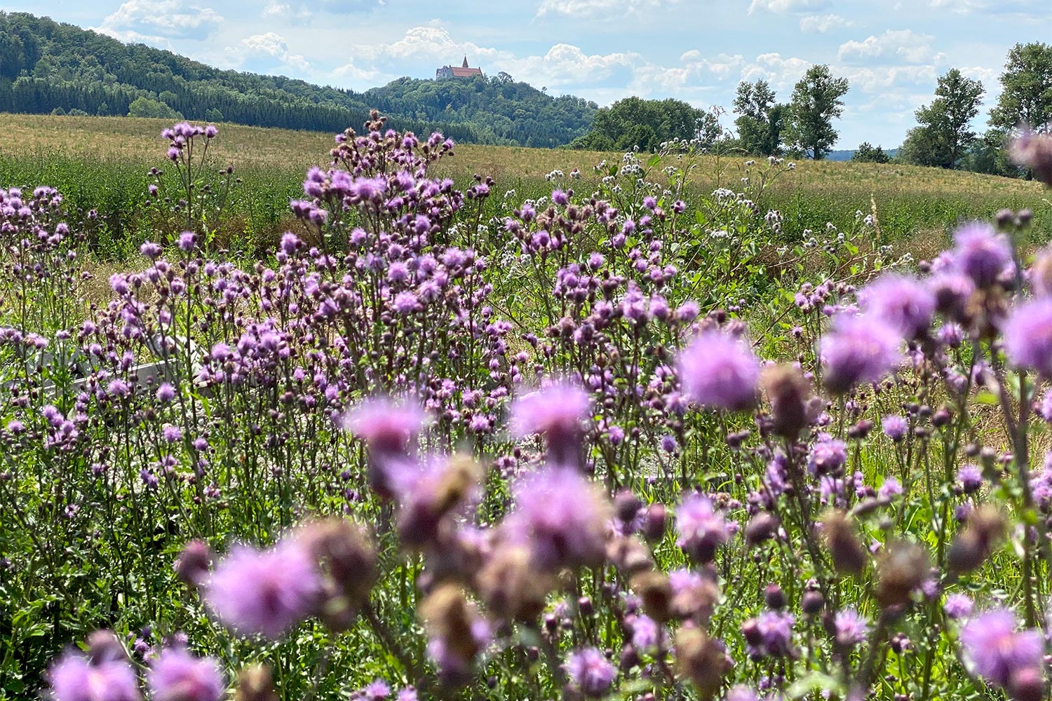 2020 Grünes Band: Bei Holzhausen (Foto: Manuela Hahnebach)