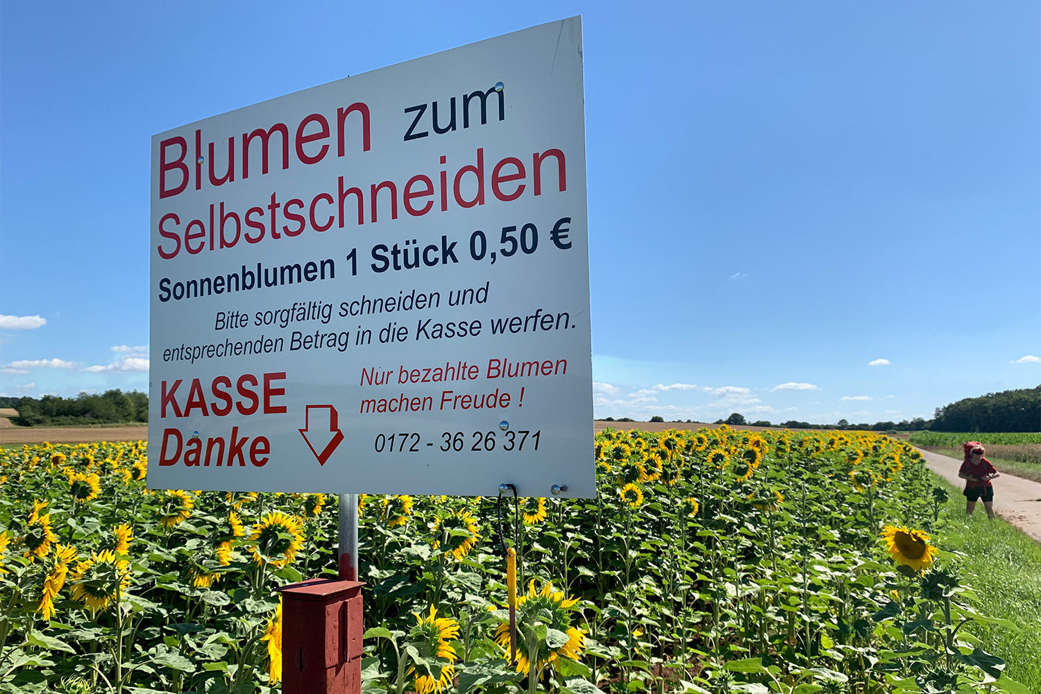 2020 Grünes Band: Sonnenblumenfeld bei Trappstadt (Foto: Andreas Kuhrt)