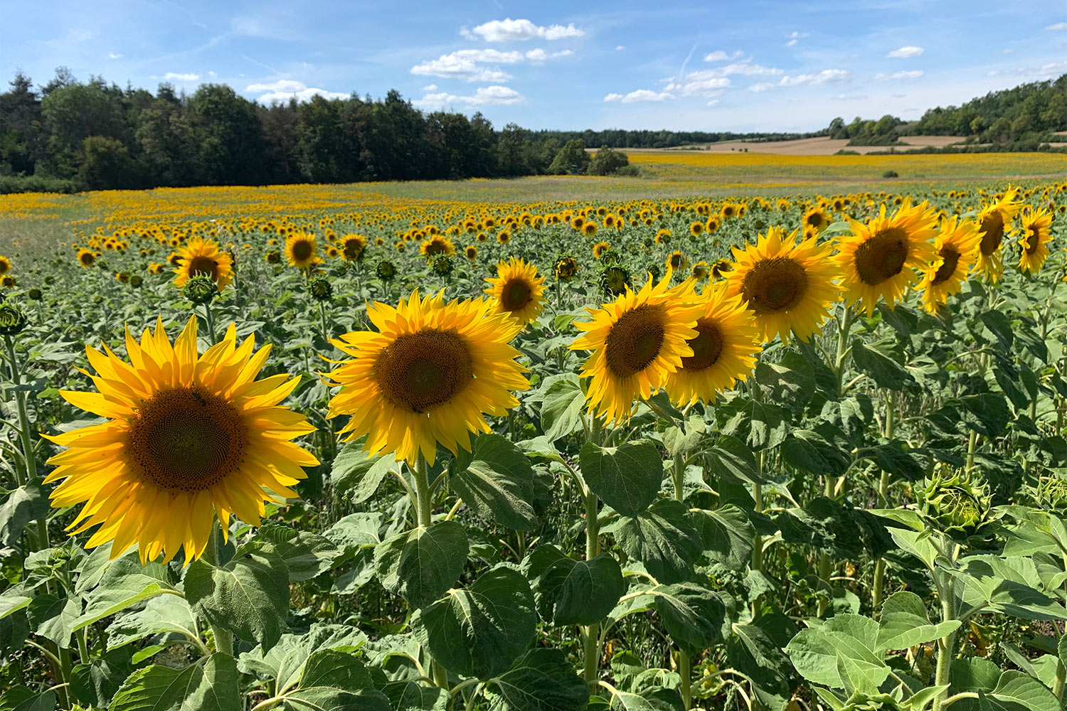 2020 Grünes Band: Sonnenblumenfeld bei Trappstadt (Foto: Andreas Kuhrt)
