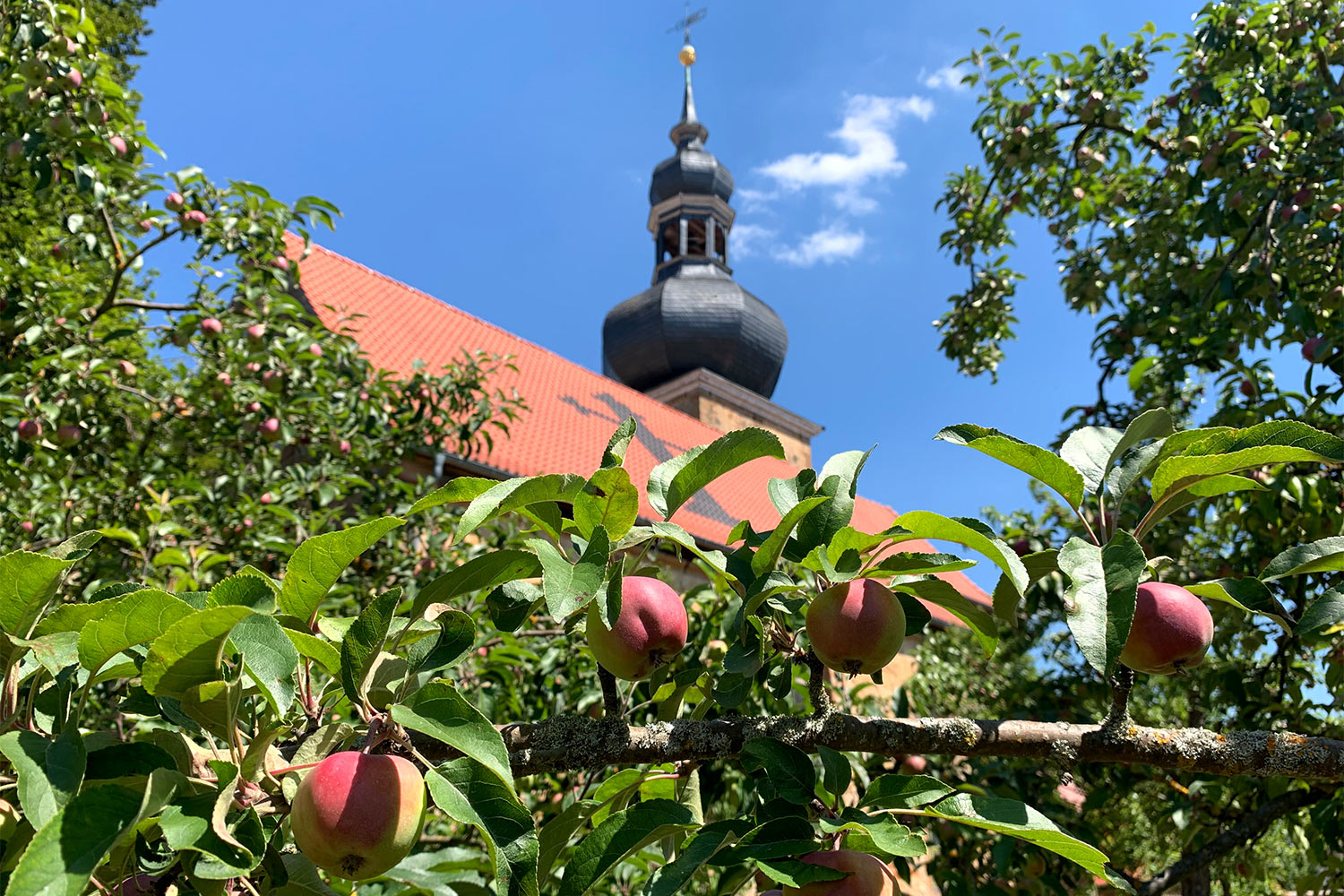 2020 Grünes Band: Apfelbäume an der Kirche St. Petrus in Behrungen (Foto: Andreas Kuhrt)