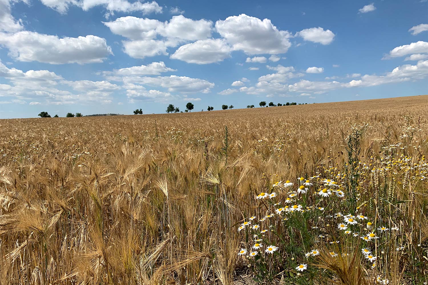 2020 Grünes Band: Bei Berkach (Foto: Andreas Kuhrt)