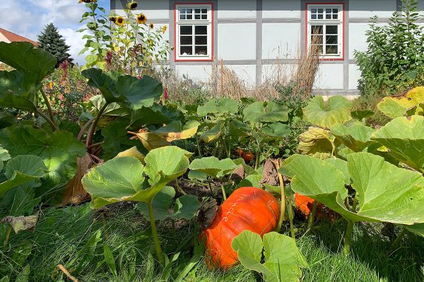 Fotoausstellung "Heimat geht durch den Magen" . Kloster Veßra 2021 . Kürbis